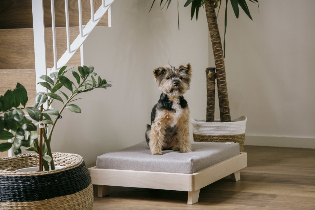 Tatami Mini Koda 2029 comprar cunas online