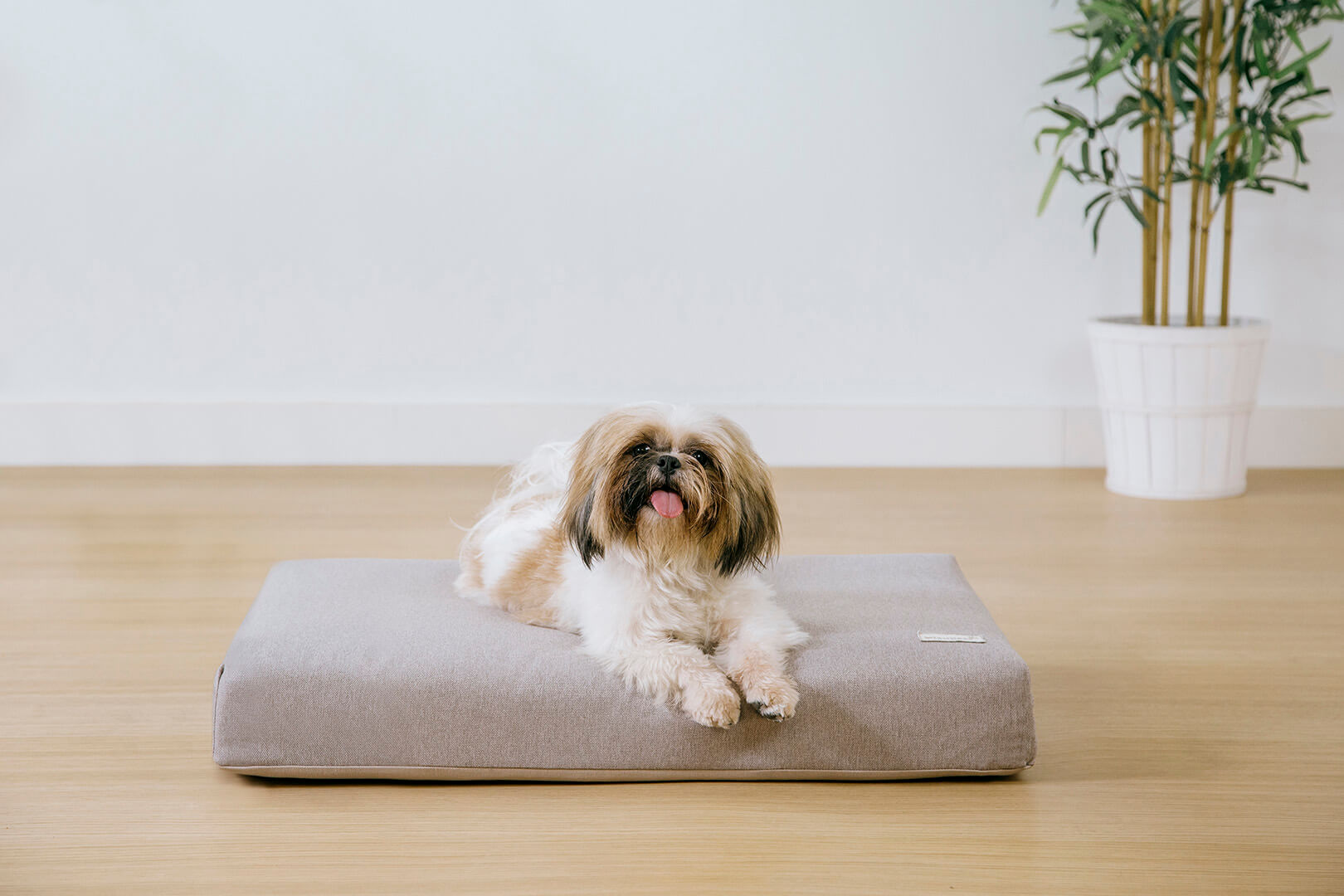 ¿Cómo elegir la cama para mi mascota?&nbsp;&nbsp;